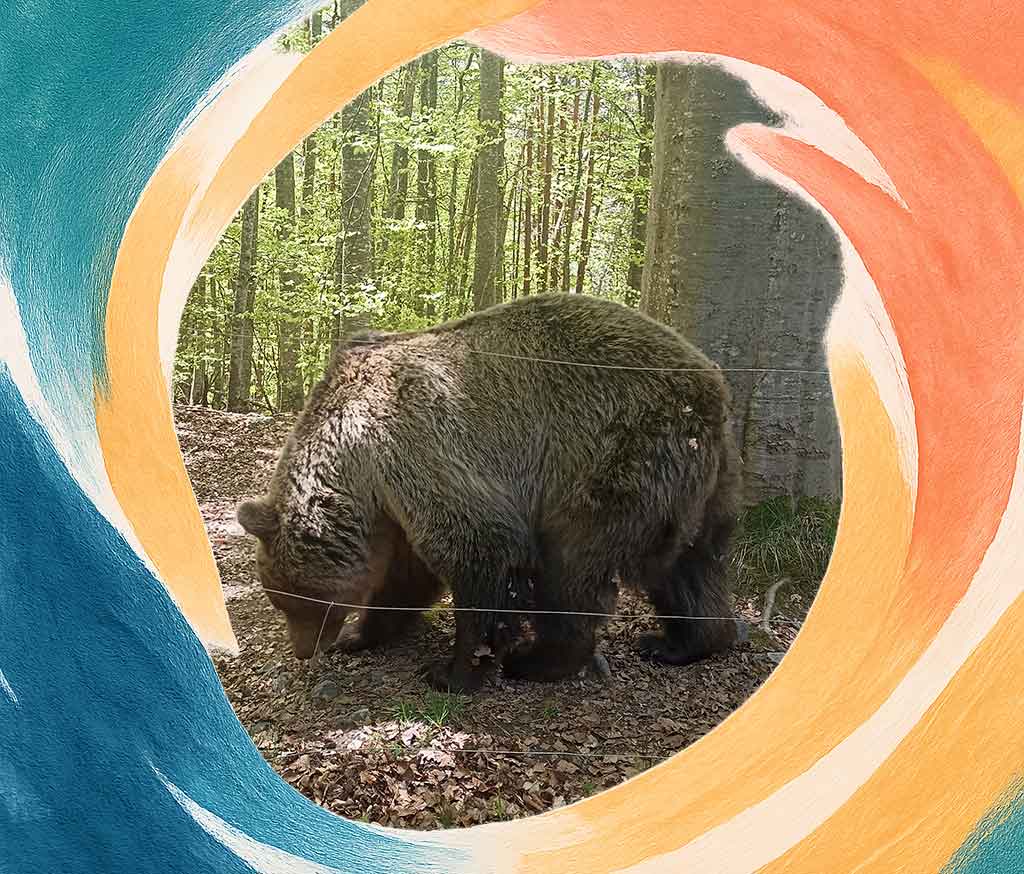 A bear enjoying its day in the Bear Park in Bulgaria