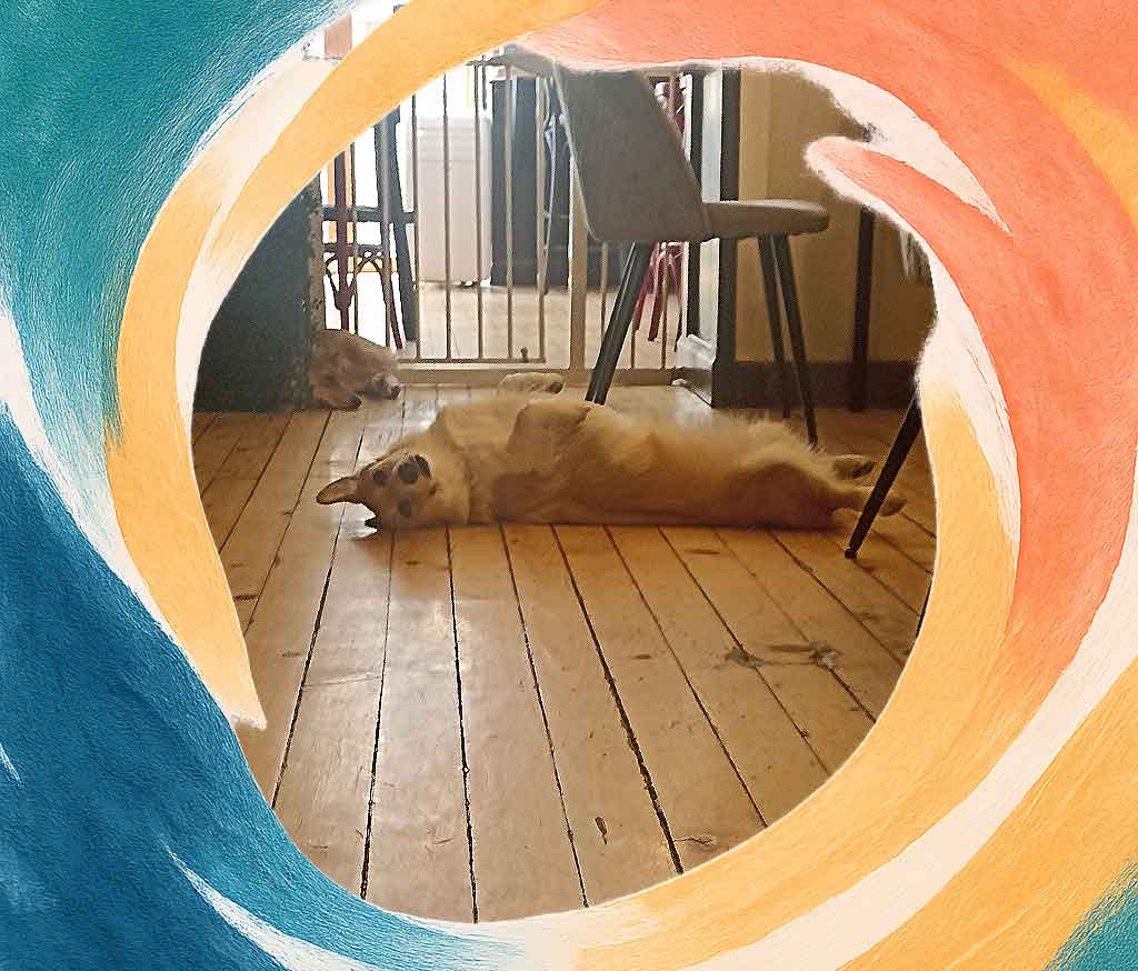 Two corgi dogs relax on the floor at the Corgi Cade in Sofia, Bulgaria