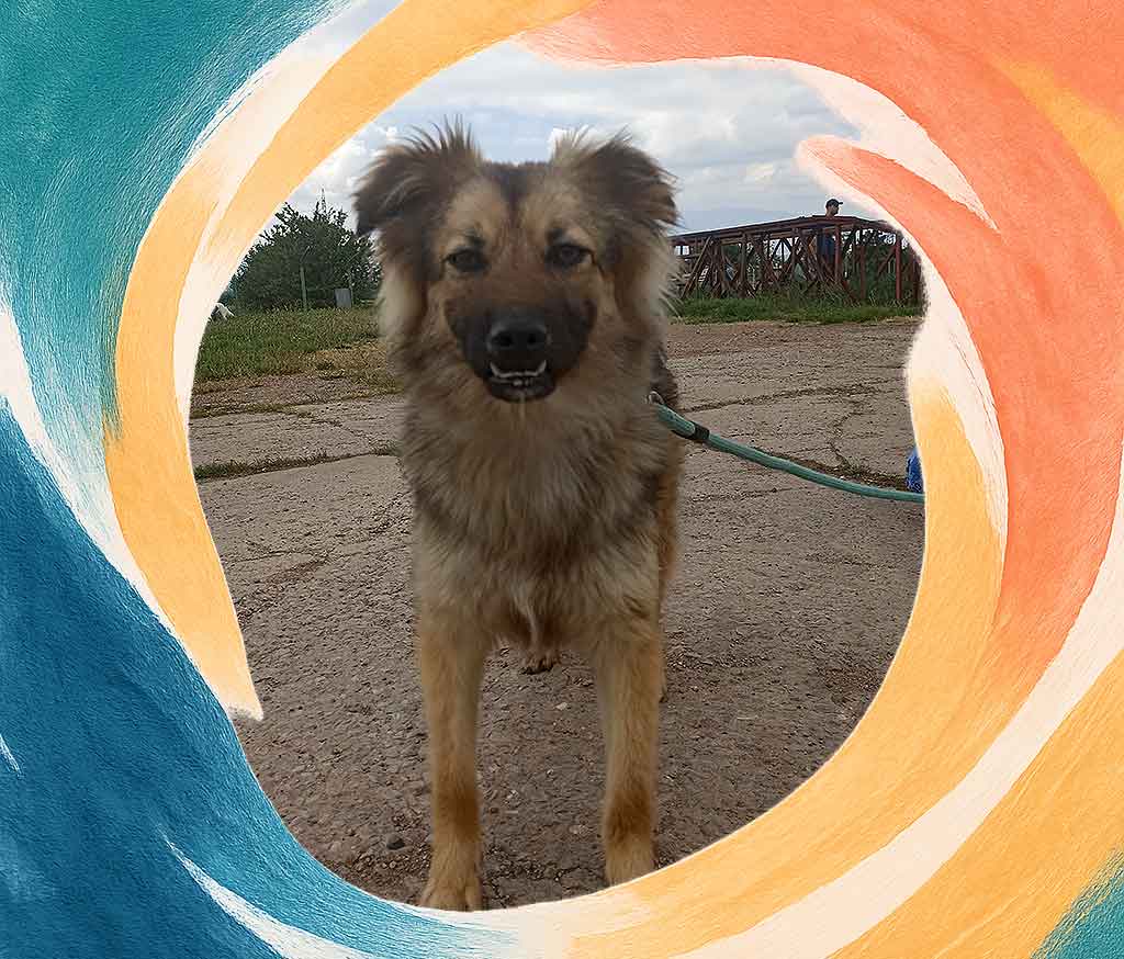 A dog on a leash, breed is hard to tell, it looks friendly and fluffy