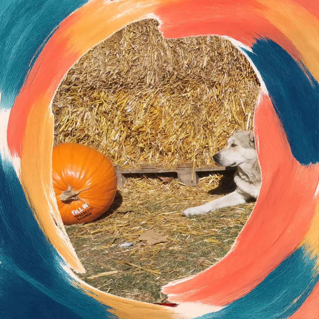 Some restaurants, bars and shops attract the visitors with wonderful decorations for Halloween in Sofia.